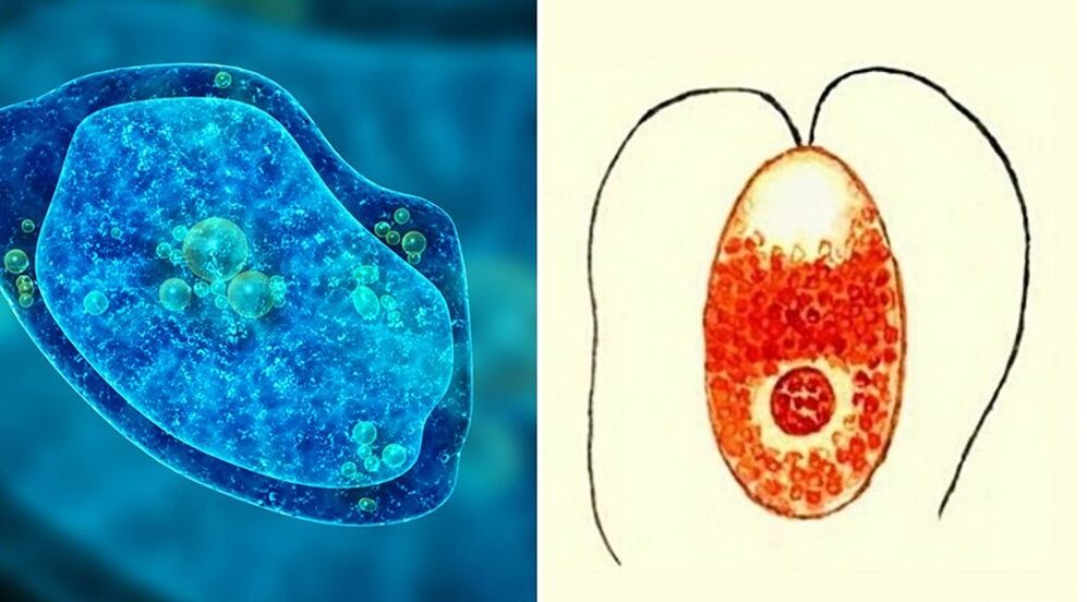 protozoos parasitos ameba disentérica e plasmodio da malaria