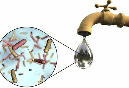 Parásitos nunha gota de auga da grúa