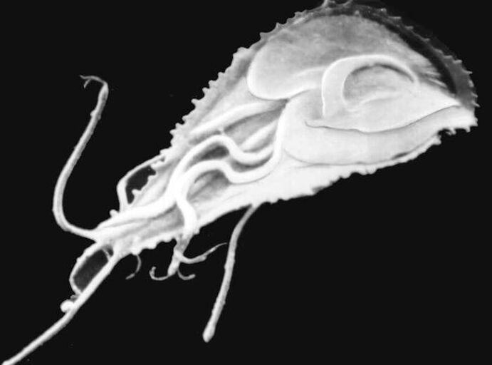 Plasmodium malario