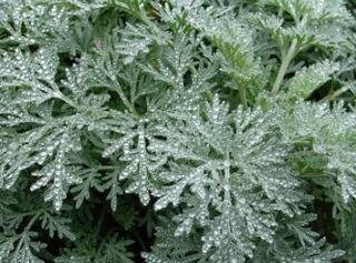 Wormwood contra Worms