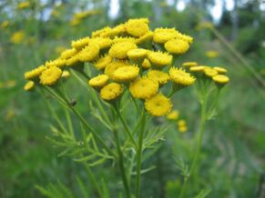 Tansy para eliminar parasitos do corpo